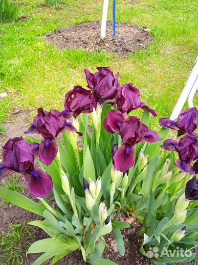 Ирисы бородатые сортовые