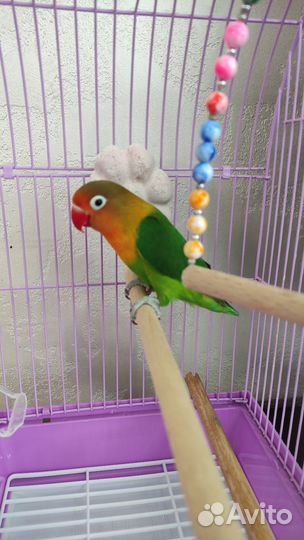 Попугай Фишер