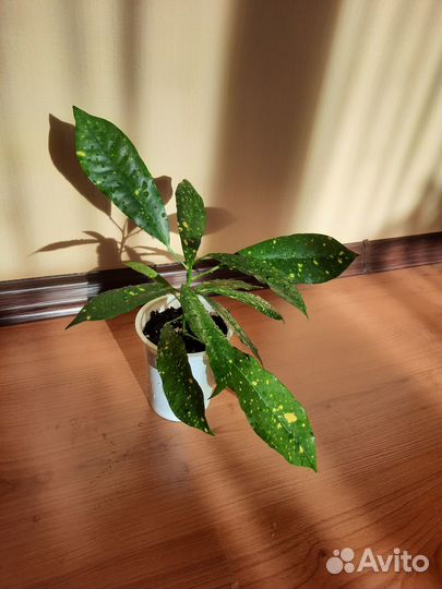 Кротон пёстрый