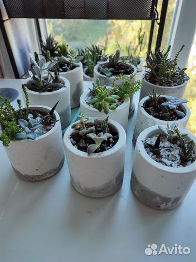 Флорариум суккуленты