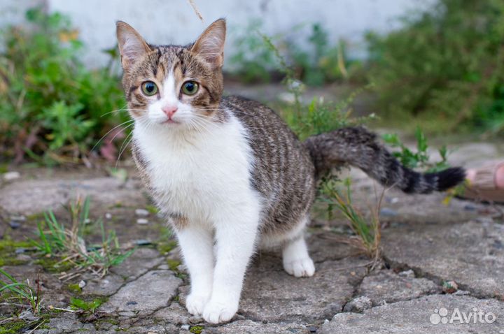 Котенок в добрые руки.девочка