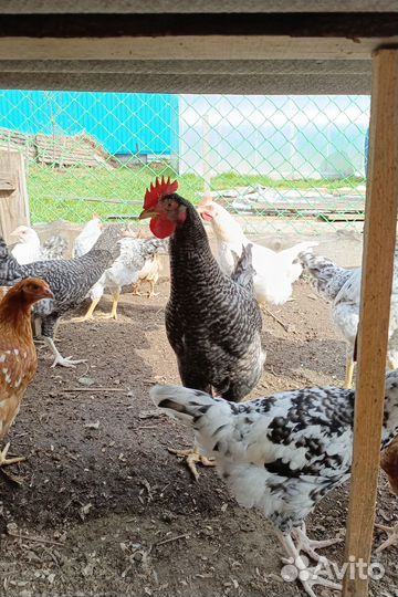 Молодые петухи