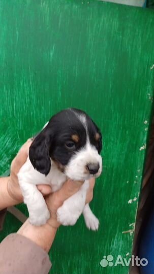 Щенки русского охотничьего спаниеля