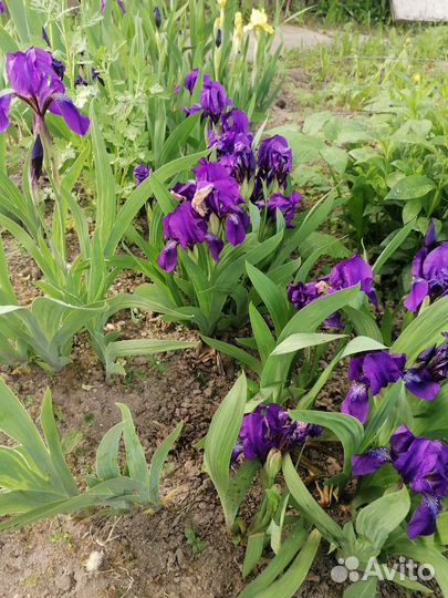 Ирис карликовый