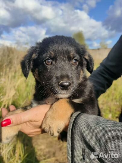 Щенки в охрану