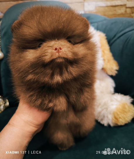 Шпиц белый мальчик