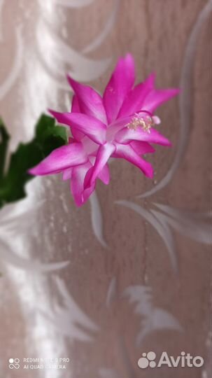 Комнатные цветы N 3