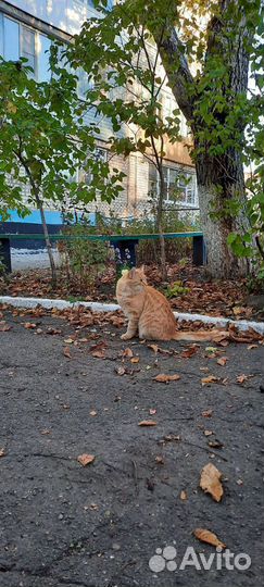 Рыжий молодой котик в добрые руки