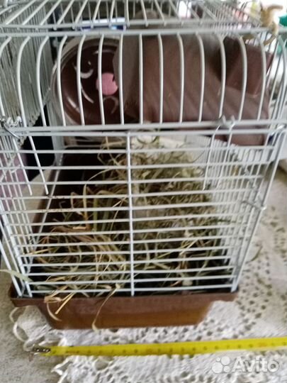 Клетка для хомяков и мелких грызунов 169, эмаль (2