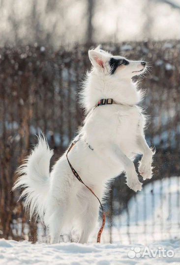 Собака в дар