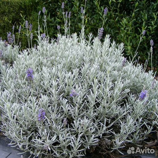 Лаванда узколистная Сильвер Мист