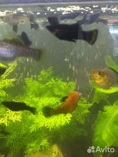 Аквариумные рыбки