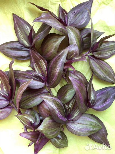 Оксалис сортовой кислица комнатные цветы