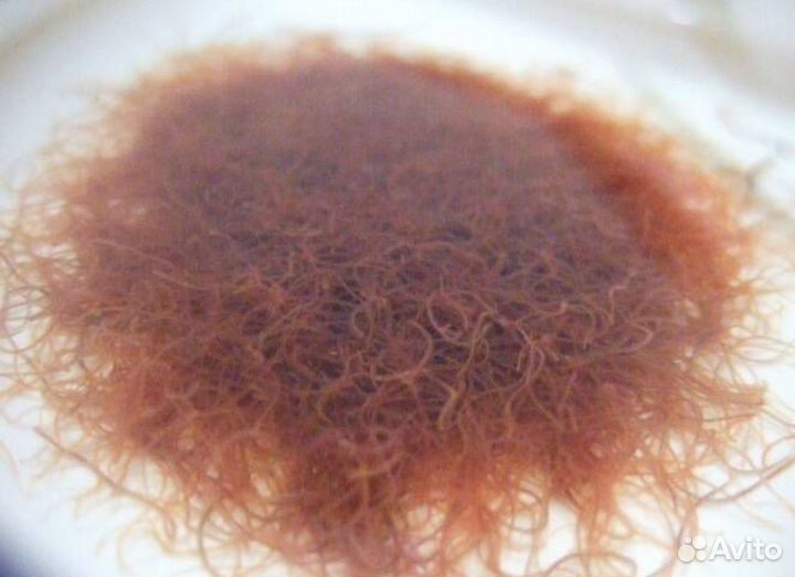 Аулофорус живой корм для аквариумных рыб