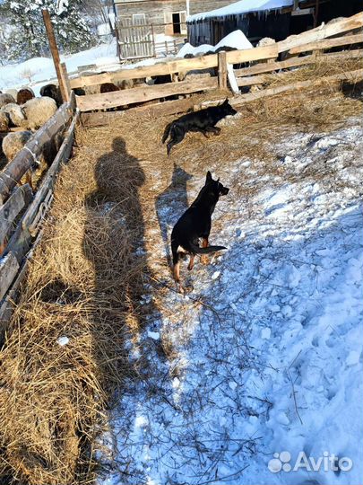 Австралийский келпи