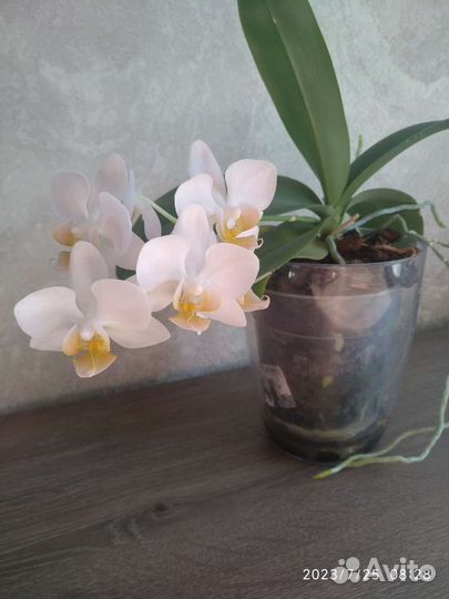 Орхидея