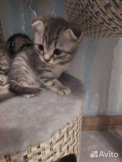 Британские вислоухие котята