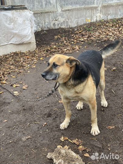 Отличный пёс охранник