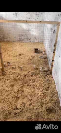 Индюки,индюшата