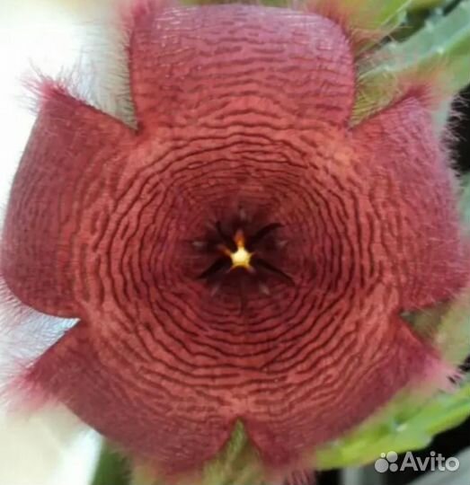 Цветок стапелия