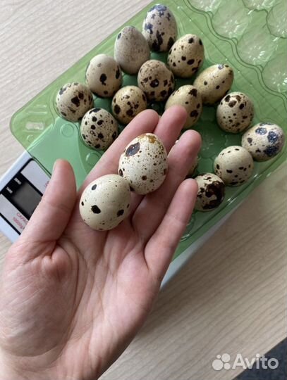 Домашние куриные, перепелиные яйца