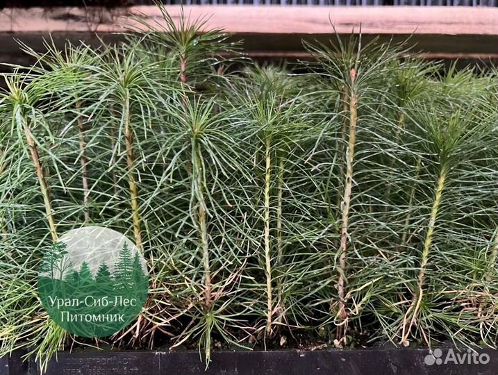Сосна зкс окс сеянцы Ель Лиственница Голуб Горная