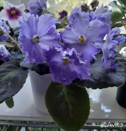 Фиалка-листы