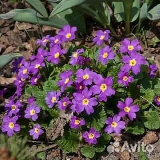 Ирис, хоста, астильба, ромашка, хелоне, мята