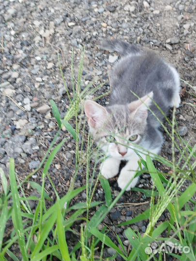 Кошка