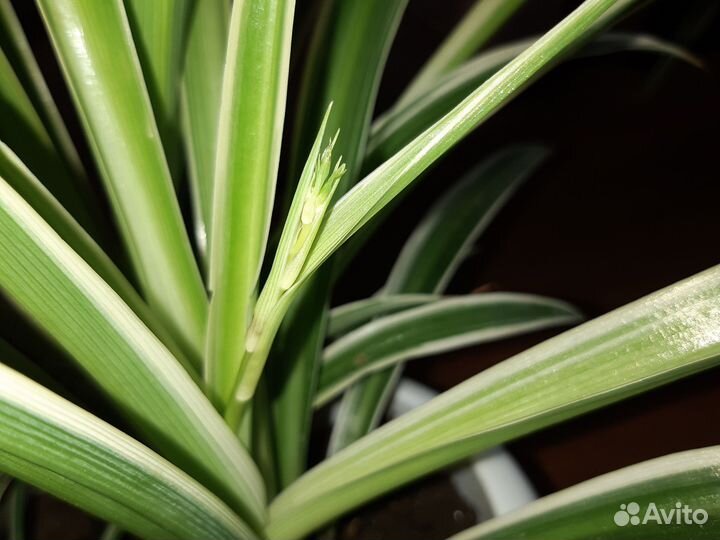 Хлорофитум полосатый