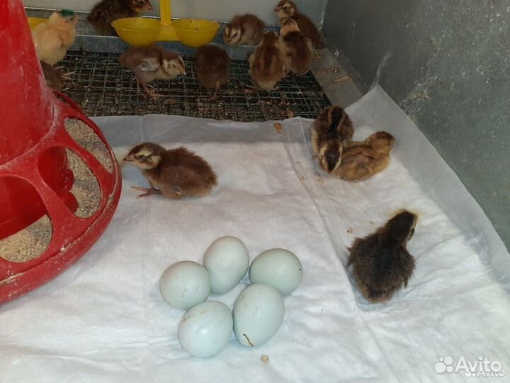 Перепелята