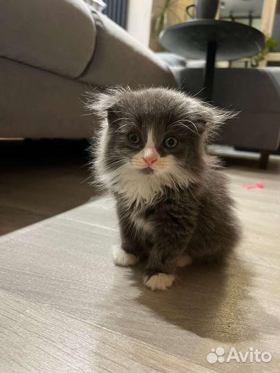 Котенок в добрые руки