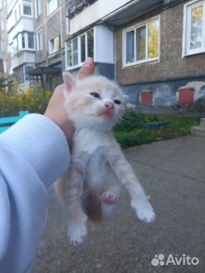 Кошка в дар