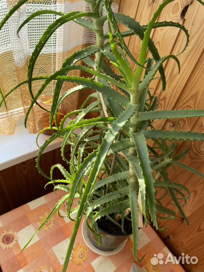 Алоэ столетник 3 года