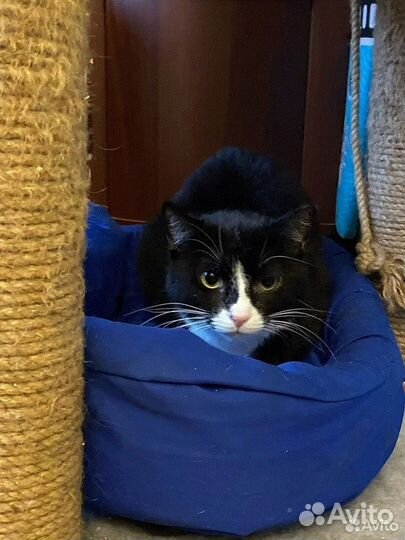 Ласковая черно белая Душа ищет свой дом