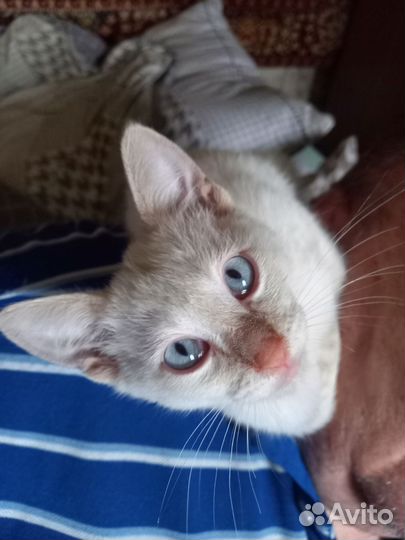 Котики бесплатно в добрые руки