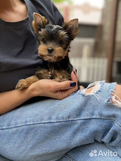 Йоркширский терьер девочка