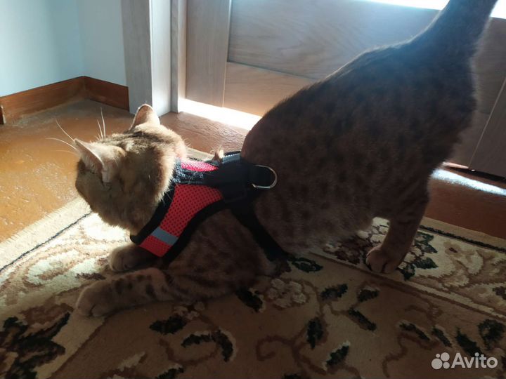 Британский котенок