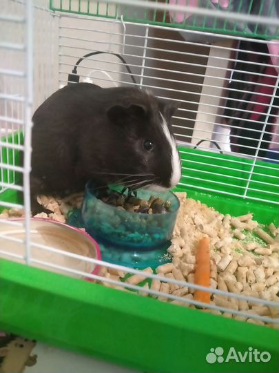 Морская свинка