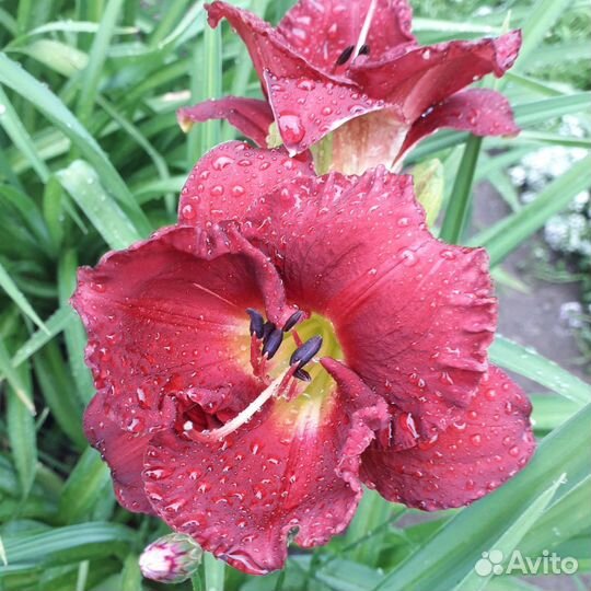 Лилейники сортовые