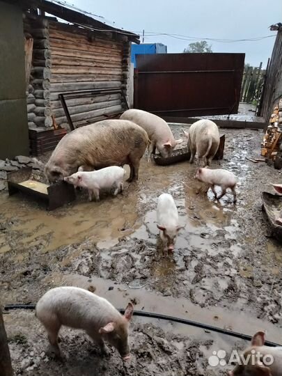 Поросята