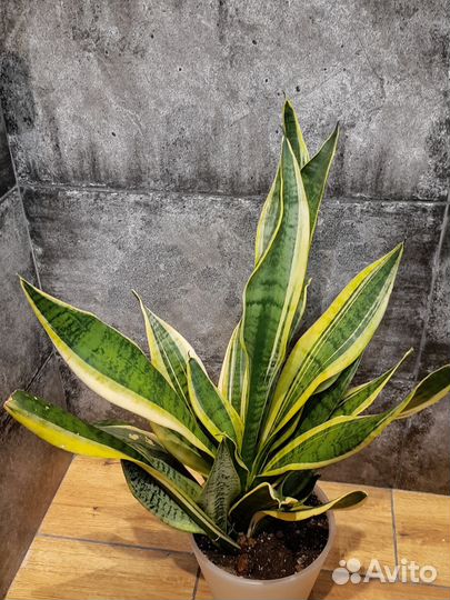 Сансевиерия