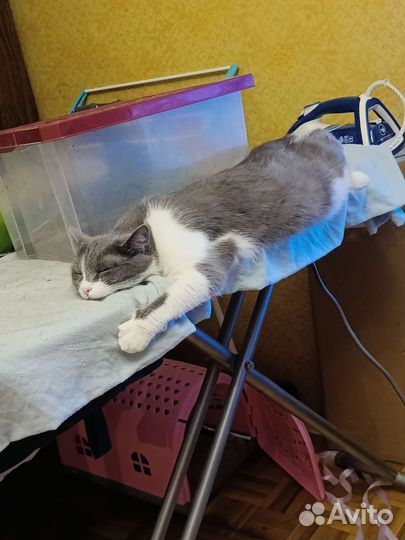 Кошка ищет дом