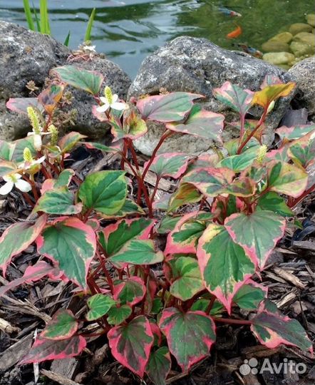 Сангвинария махровая бронь на осень