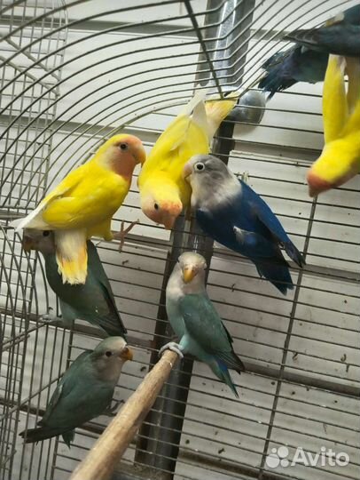 Попугай неразлучники