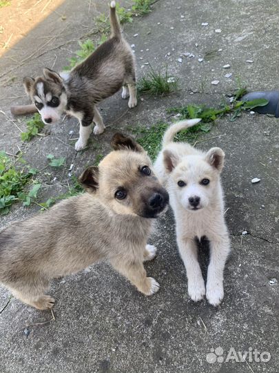 Щенки дворняжки и хаски