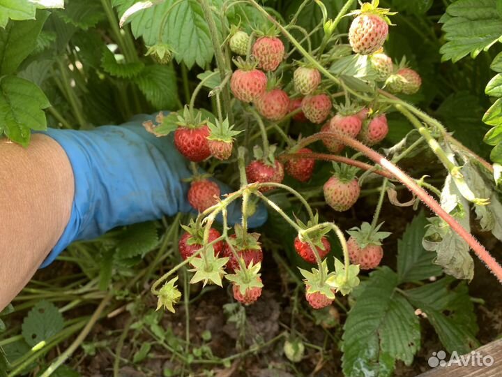 Земклуника Пенелопа, клубника Ананасная