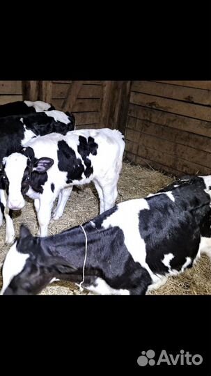 Бычки мясной породы М