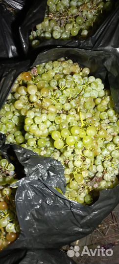 Виноград технический