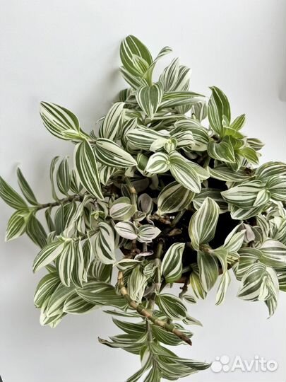 Традесканция приречная Quicksilver